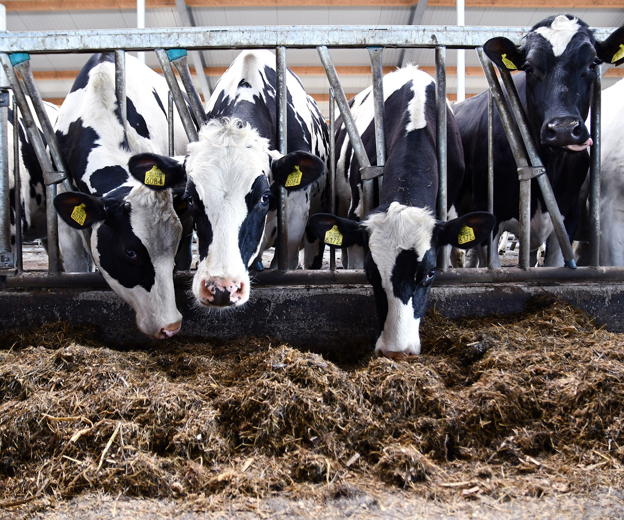 'Stal van de toekomst is een compromis' | Veehouderij Techniek