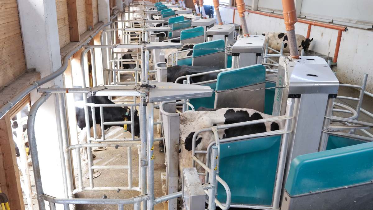 60 melkrobots voor 4.400 melkkoeien | Veehouderij Techniek 60 melkrobots voor 4.400 melkkoeien | Veehouderij Techniek