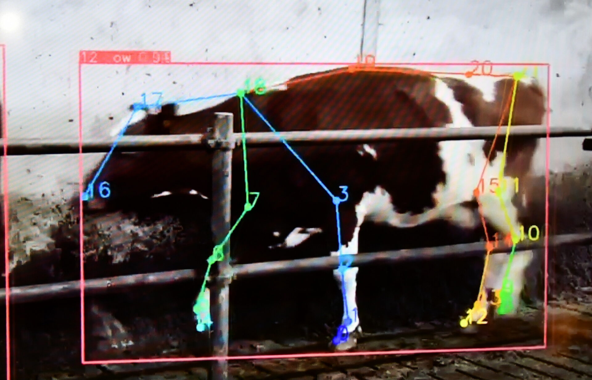 Agromek 2024: Boviwalk herkent kreupele koe | Veehouderij Techniek