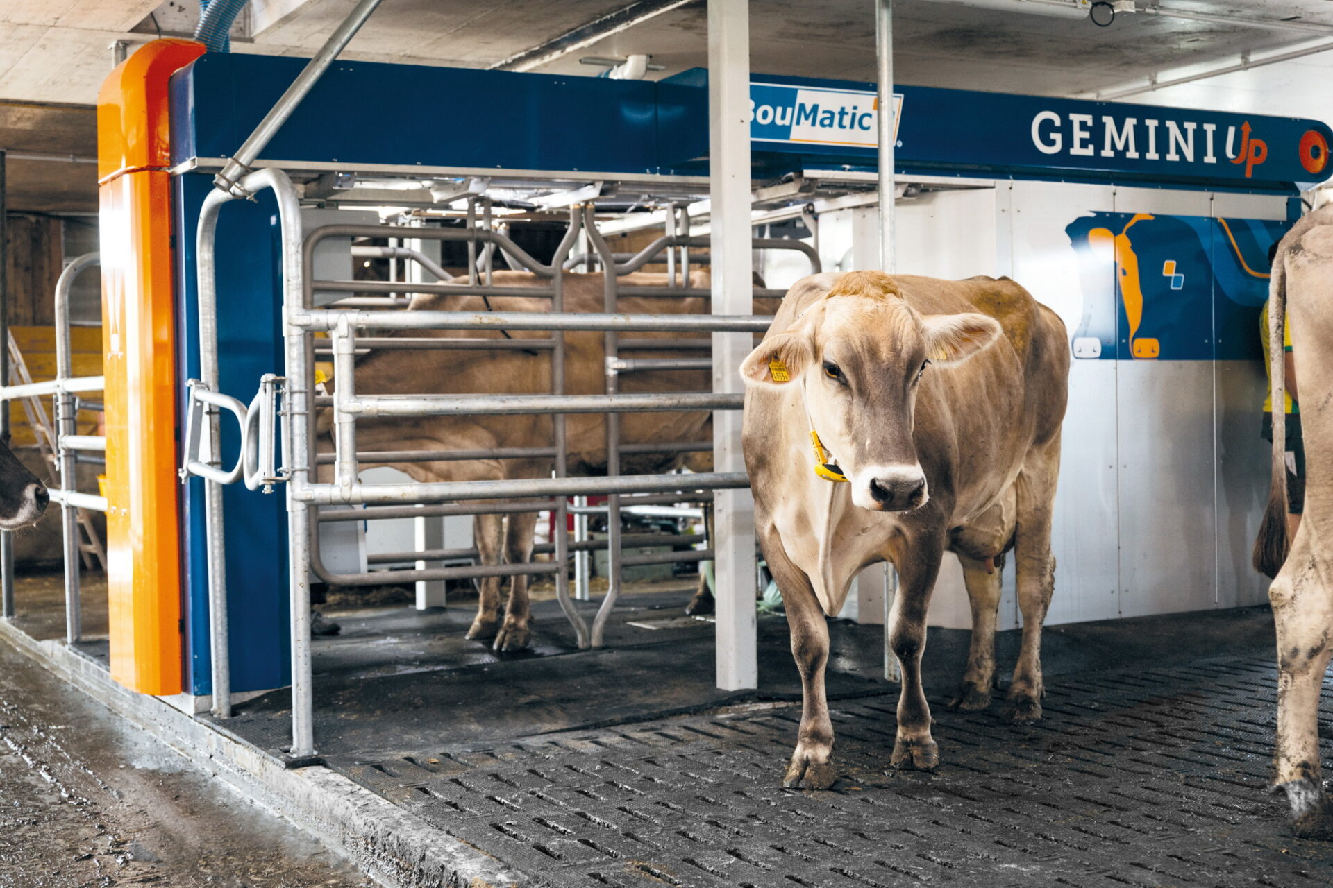 Boumatic introduceert nieuwe versie Gemini-melkrobot: Gemini Up | Veehouderij Techniek