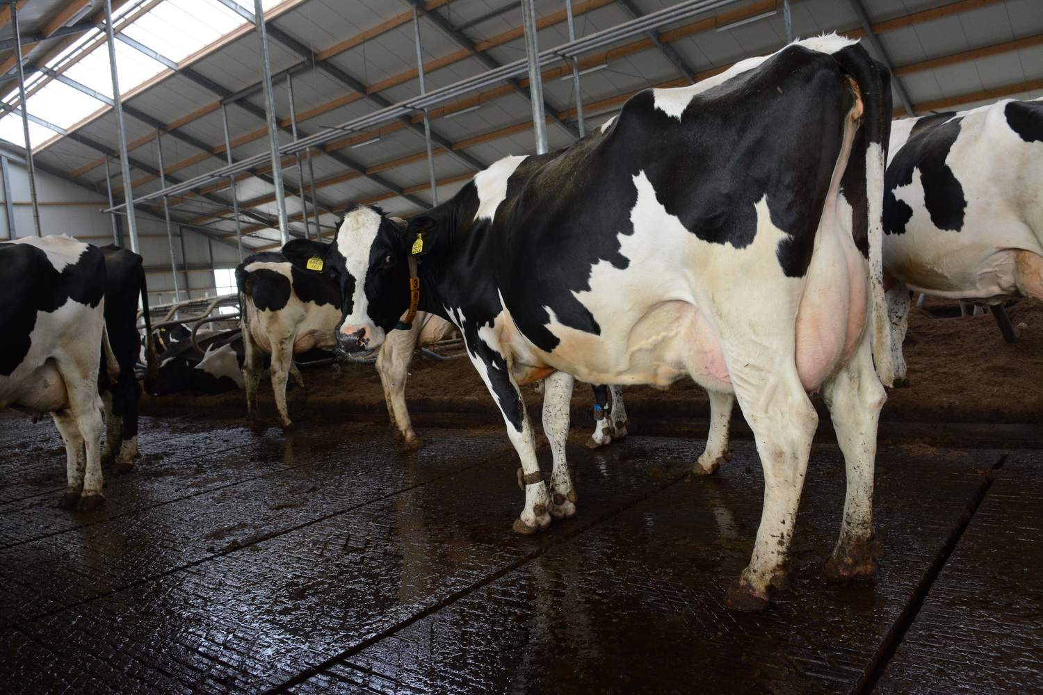Camera spoort kreupelheid bij melkkoeien op | Veehouderij Techniek