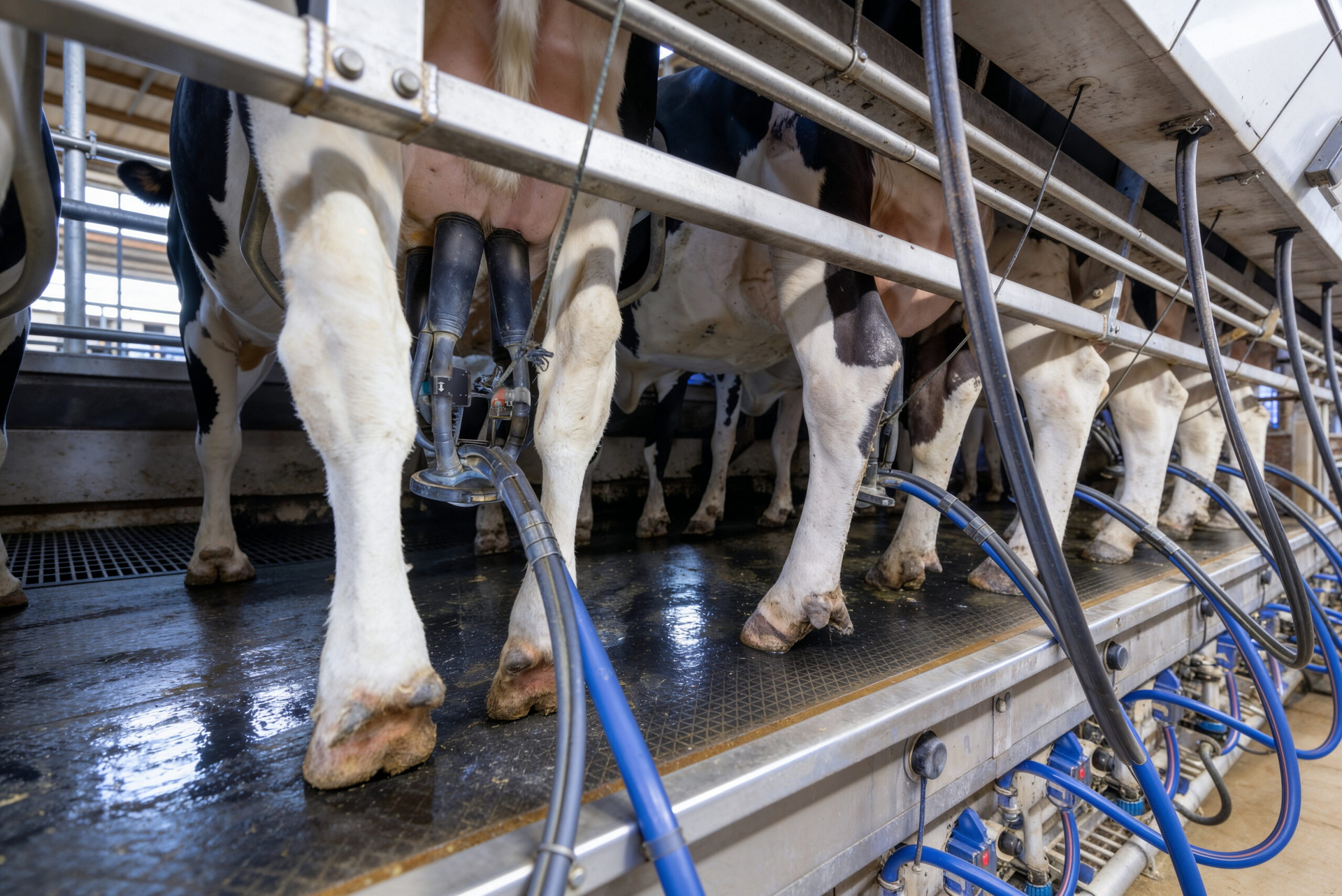 CowManager ontwikkelt melksensor voor kwartiermeting in de melkstal | Veehouderij Techniek