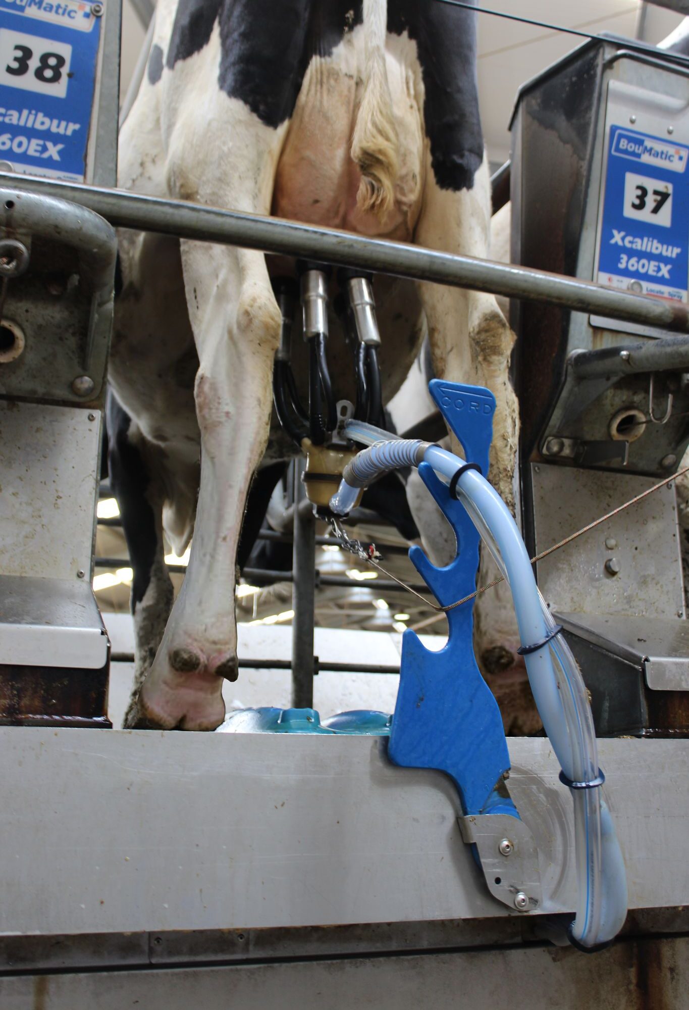 Eenvoudige steun voor lange melkslang | Veehouderij Techniek