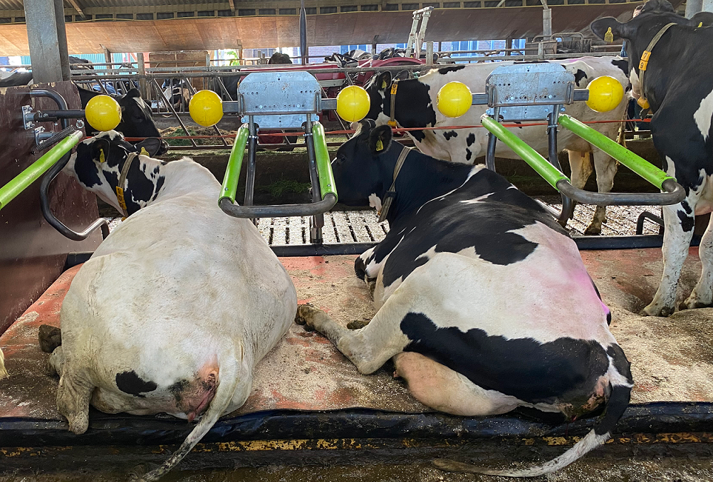 Eurotier 2022: Zilveren medaille voor Cowhouse Dreamstall | Veehouderij Techniek