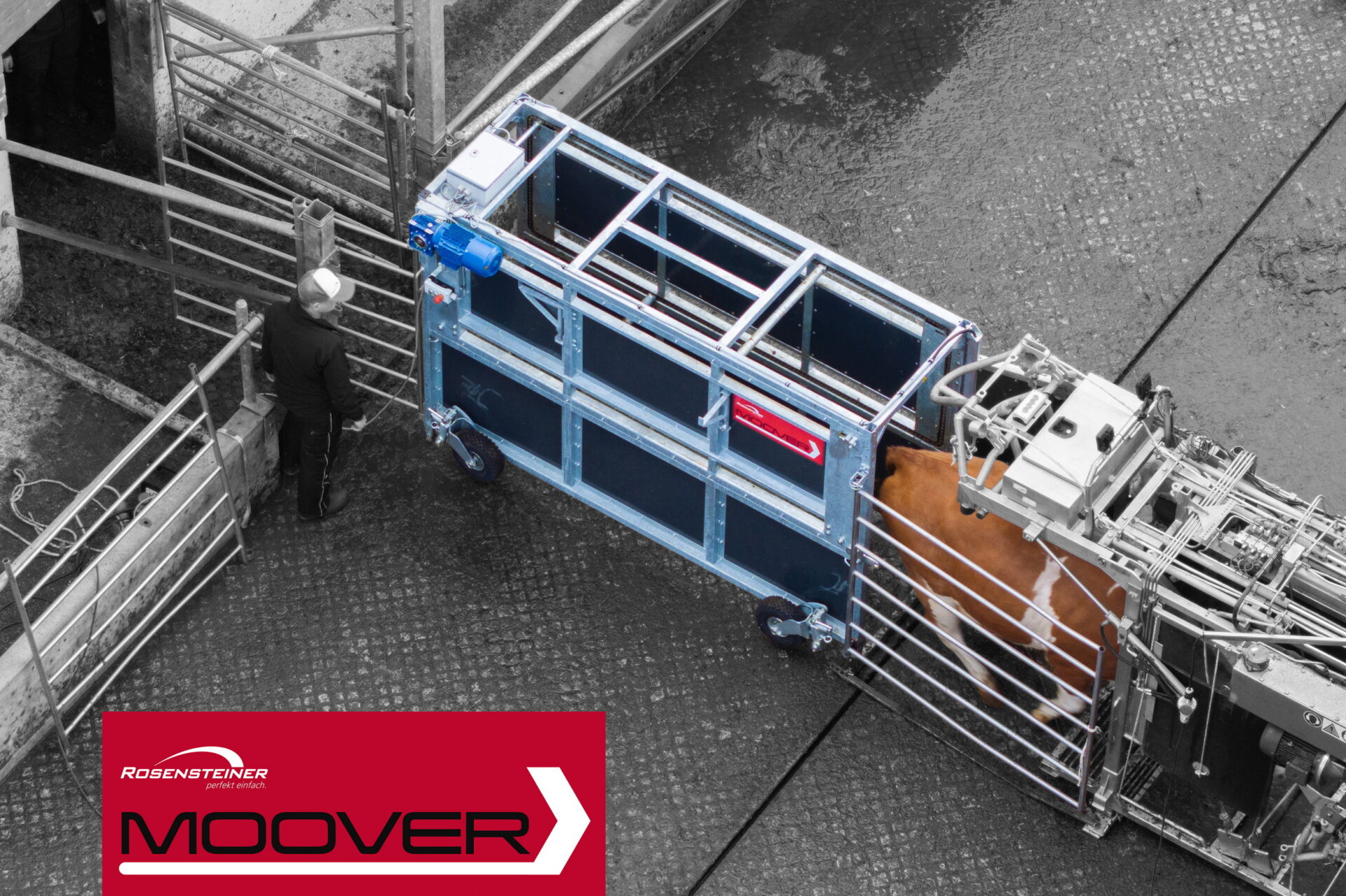 Eurotier 2026: Rosensteiner automatiseert begeleiding koe naar klauwbekapbox | Veehouderij Techniek Eurotier 2026: Rosensteiner automatiseert begeleiding koe naar klauwbekapbox | Veehouderij Techniek