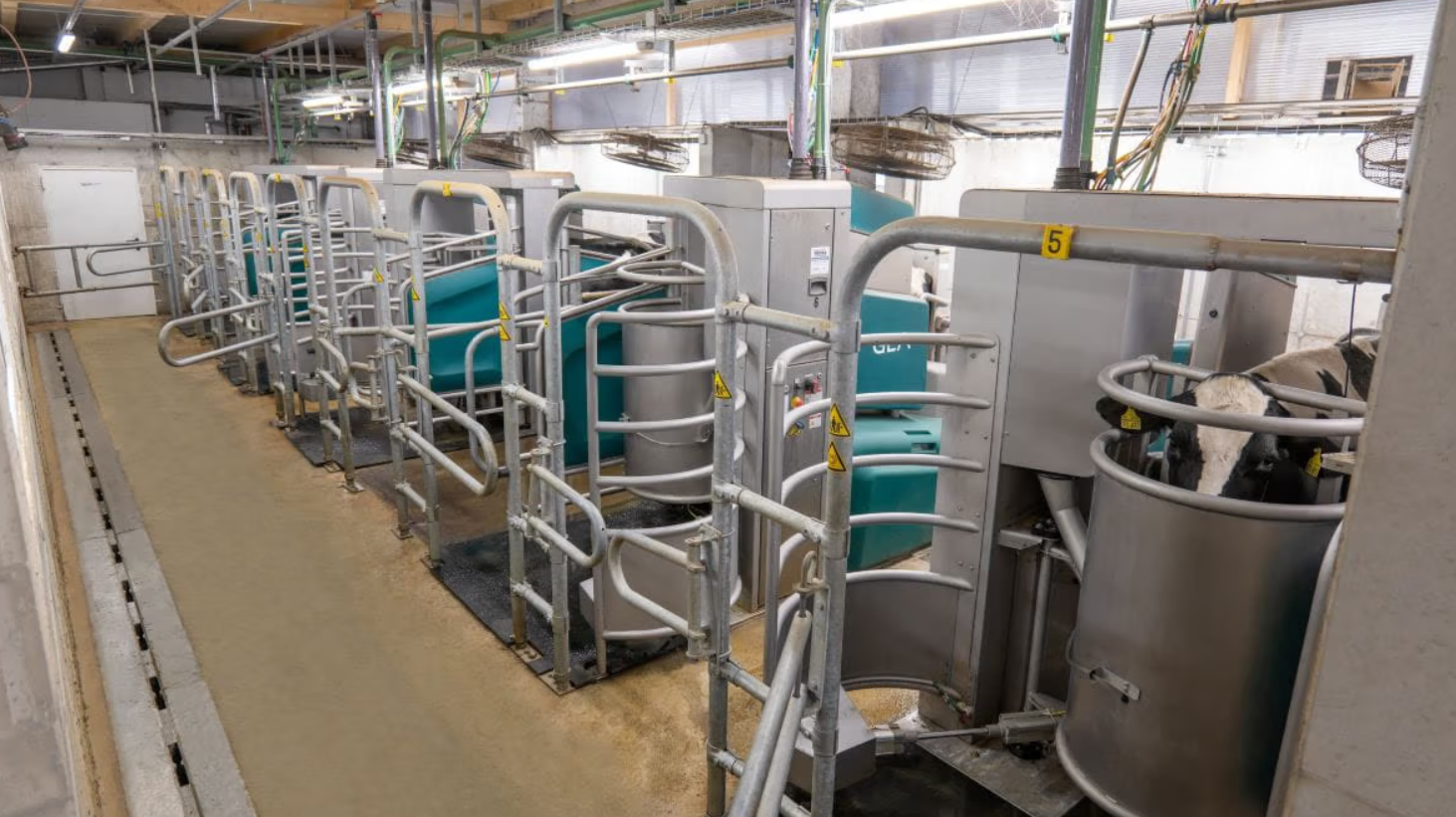 Gea breidt batchmelken uit met DairyRobot R9600 | Veehouderij Techniek