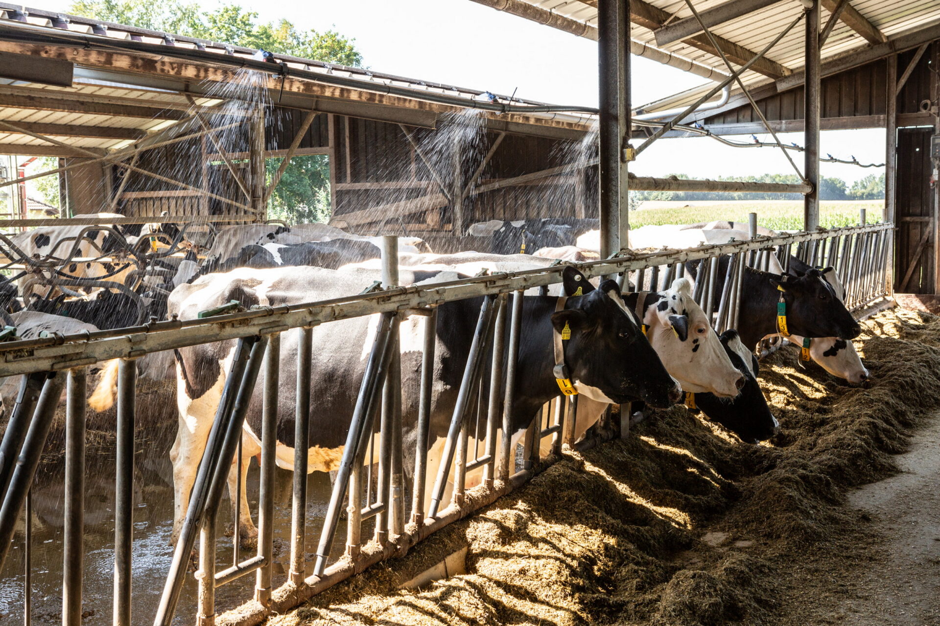Lechler ontwikkelt CowCool-sproeier om koeien te koelen | Veehouderij Techniek