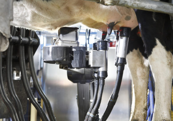 Meer automatische melksystemen in 2021 | Veehouderij Techniek