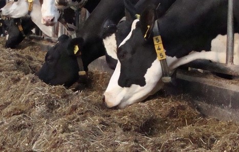Rundveedierenartsen positief over koemonitoringsystemen | Veehouderij Techniek