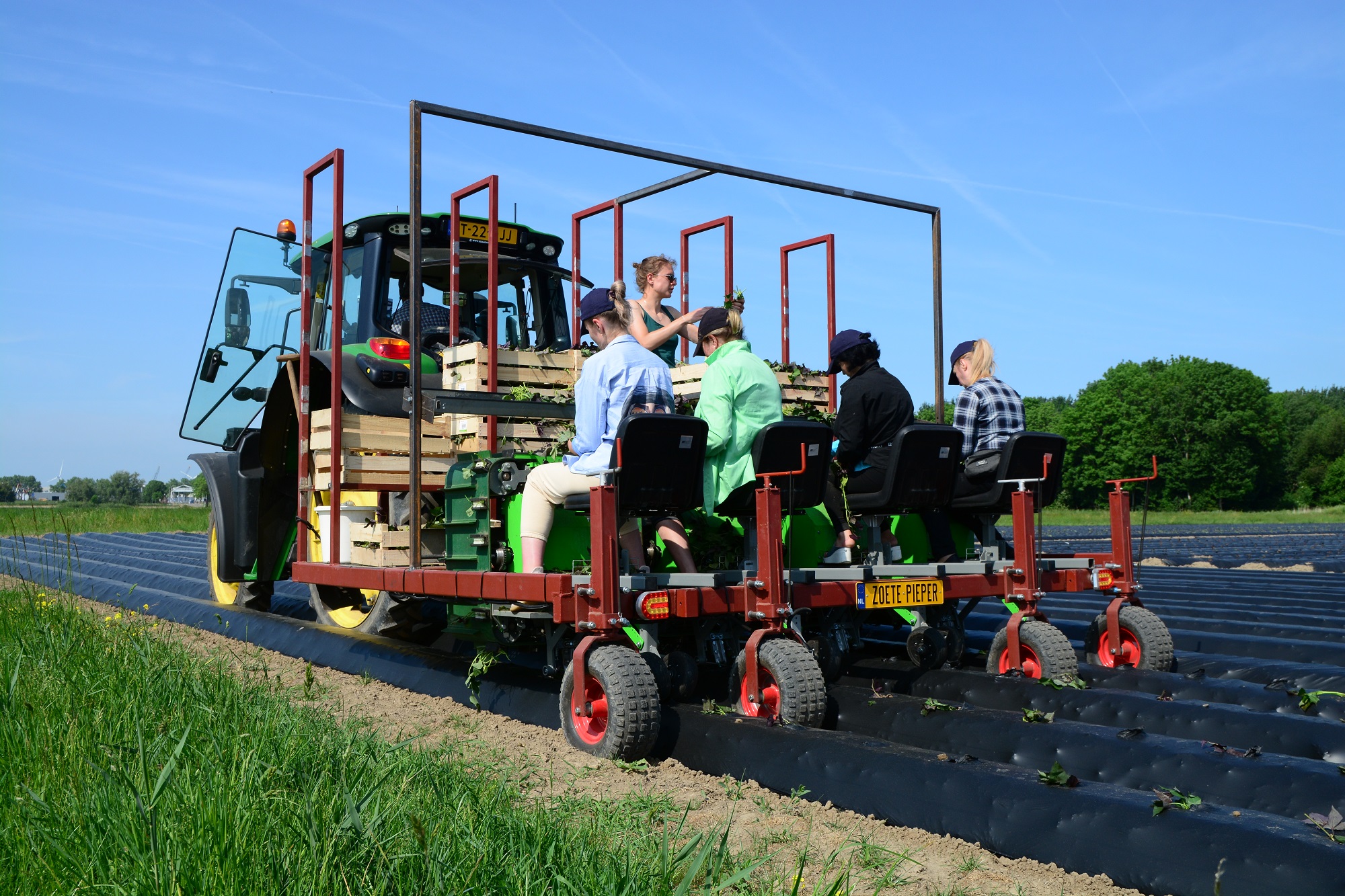 VIDEO: Zoete aardappelplanter steekt slips schuin in de rug | LandbouwMechanisatie