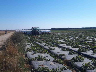 Overige oogstmachines en toebehoren Doornbos Oogstmachine