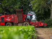 Bietenrooier Vervaet Q616