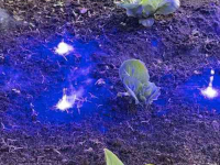 Wiedegge  Autonome Laserweeder / Laserwieder / Robotwieder