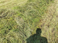 Rugger / Hark / Zwadhark Talex Bocian/ zwadkeerder/ trommelschudder 2.75